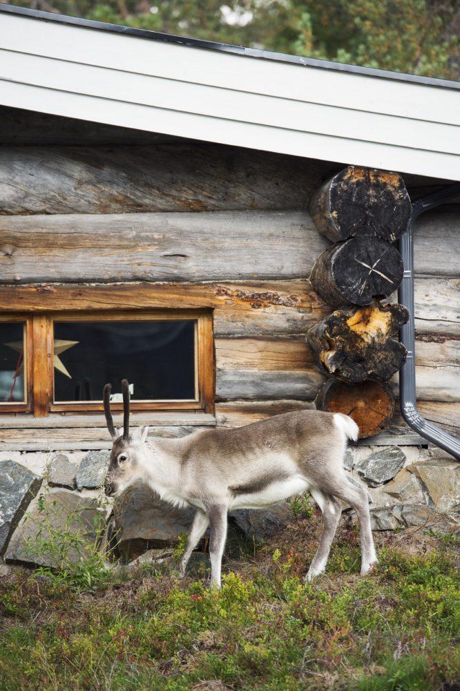 Poro kävelee mökin edessä