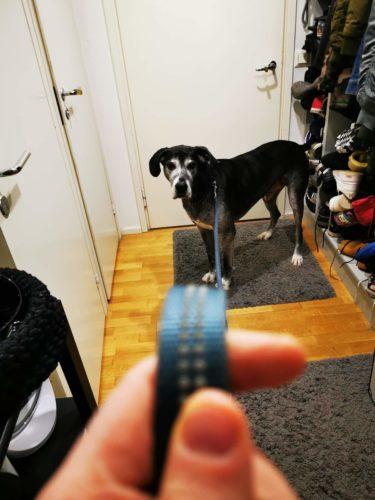 Frank-hoitokoira ja Kristoffer Ignatius lähdössä ulos. Koiran ottaminen hoitoon on yksi tapa auttaa koronaepidemian aikana.