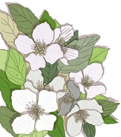 Loistojasmike on tiheä ja hieman riippuvaoksainen pensas. Se on monikäyttöinen ja koristaa pihaa niin yksinään, pensasryhmissä kuin aidanteissakin.