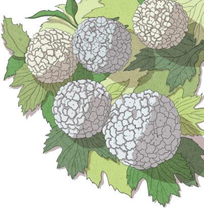 Lumipalloheisi on tuuhea pensas, joka kukkii isoin valkoisin kukinnoin. Se sopii niin yksittäispensaaksi, suojapensaaksi kuin aidanteisiinkin.