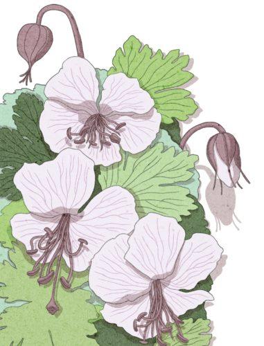 Peittokurjenpolvi on kestävä ja sopeutuvainen maanpeittoperenna, joka sopii kivikoihin ja rinteisiin tai puiden ja pensaiden alle.