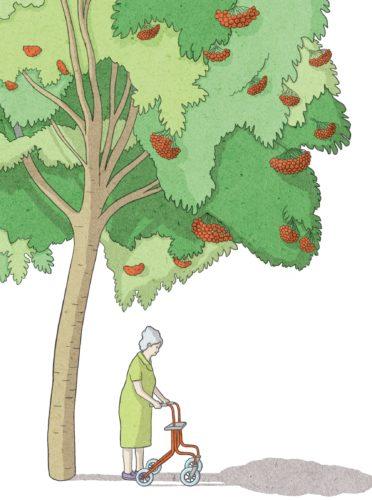 Kotipihlaja on suosittu pihapuu ja sopii hyvin esimerkiksi tuulensuojaksi.