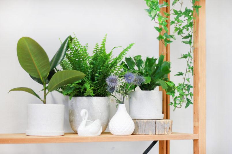 Viherkasveja voi myös käyttää parvekkeen somituksena.