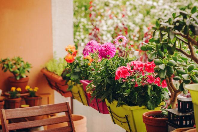 Aurinkoiselle parvekkeelle sopivat esimerkiksi paksulehtiset pelargonit.
