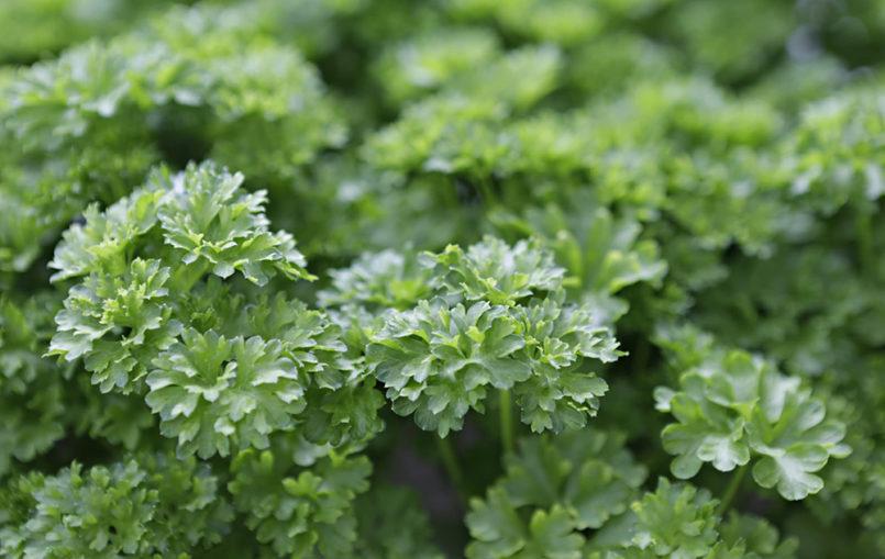 Puolivarjoisalla parvekkeella voi kasvattaa esimerkiksi persiljaa.