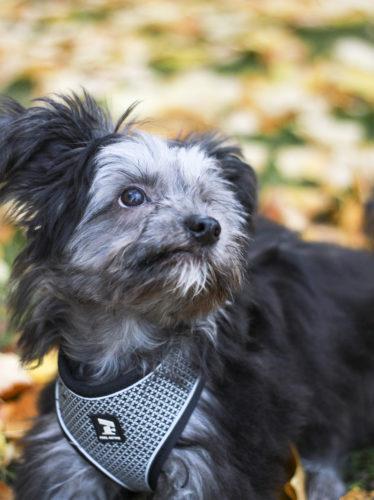 Koiranpentu Pipa on tottunut taloyhtiöelämään.